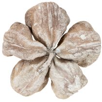 Artikel Landlotus Hvidvasket 6-12cm 50 stk