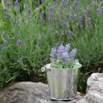 Artikel Mini lavendel i potte kunstig plante lavendel dekoration H16cm