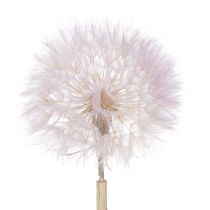 Artikel Kæmpe Mælkebøtte Dekorative Tørrede Blomster til Moderne Boligindretning 12cm 4stk