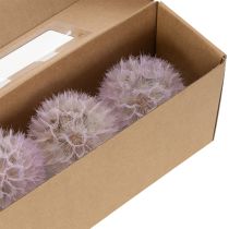 Artikel Kæmpe Mælkebøtte Dekorative Tørrede Blomster til Moderne Boligindretning 12cm 4stk