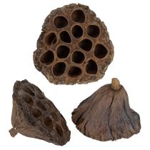 Artikel Lotusløg stor 100 stk. naturlig