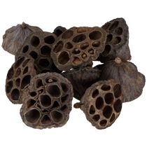 Artikel Lotusløg lille 100 stk. naturlig
