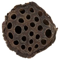 Artikel Lotus stempel medium 100 stk naturlige