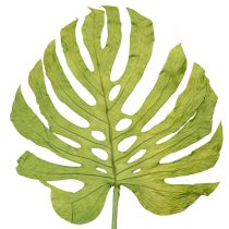 Artikel Tørrede Monstera blade dekoration vinduesblad H50cm 5 stk