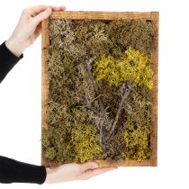 Artikel Mosbillede, ægte mosbillede med ramme, konserveret, 40×30 cm