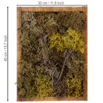 Artikel Mosbillede, ægte mosbillede med ramme, konserveret, 40×30 cm