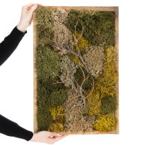 Artikel Mosbillede, ægte konserveret mos og kviste, naturligt, 60×40 cm