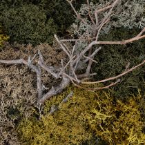 Artikel Mosbillede, ægte konserveret mos og kviste, naturligt, 60×40 cm