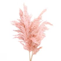 Artikel Pampas græs tørret pink tør blomster 65-75 cm 6 stykker i en flok