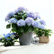 Artikel Plantekasse, pyntekrukke med hanke, metalkrukke til udplantning Ø25,5cm