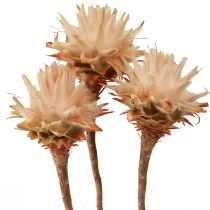 Artikel Leucospermum Plumosum Silver Tree Blossoms Light 25 stk