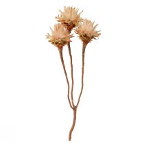 Artikel Leucospermum Plumosum Silver Tree Blossoms Light 25 stk
