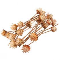 Artikel Leucospermum Plumosum Silver Tree Blossoms Light 25 stk