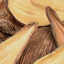 Artikel Frugt- og frøkapselbælg Pradeep Pods 9-12 cm naturlig 50 stk.