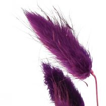 Artikel Fløjlsgræsviolet, kaninhalegræs, Lagurus L18-50cm 25g