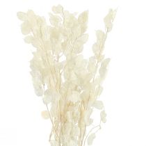Artikel Sølvblad Måneviolet Lunaria Konserveret L70cm 20g