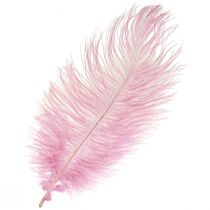 Artikel Strudsefjer Ægte fjer Dekoration Pink 20-25cm 12 stk