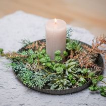 Sukkulent Echeveria Ø6,5cm L11cm 6 stk