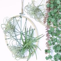 Artikel Tillandsia sukkulente kunstige grønne planter 13cm