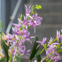 Artikel Triteleia kunstig blomst til elegant blomsterdekoration i opholdsrum, 110 cm, 2 stk.