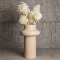 Artikel Tørrede blomster creme fennikel bleget 45 cm bundt 10 stk