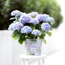 Artikel Plantekasse metal urtepotte hortensia Ø24cm H21cm