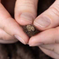 Artikel Blød Mirabell uldsnor, brun, 25m dekorativt bånd til blomster og hobbyartikler