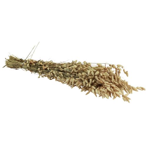Floristik24 Quaking Grass Tørrede Blomster Grøn Natur Briza 60cm 100g