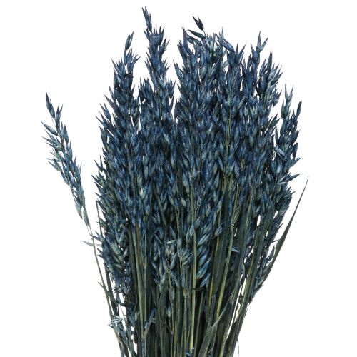 Floristik24 Tørrede blomster, havre tørret korn dekoration blå 68cm 230g