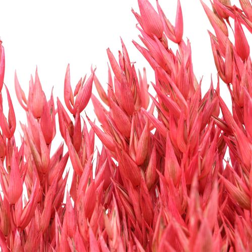Artikel Tørrede blomster, havre tørret korn dekorativ pink 65cm 160g
