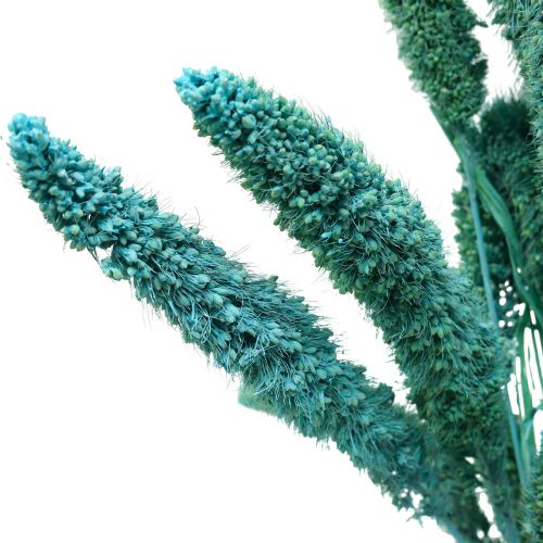 Artikel Tørrede blomster, Setaria Pumila, børstehårs hirseblå 65cm 200g