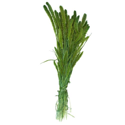 Artikel Tørrede blomster, Setaria Pumila, børster hirsegrøn 75cm 170g