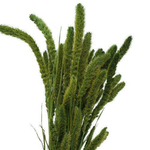 Artikel Tørrede blomster, Setaria Pumila, børster hirsegrøn 75cm 170g