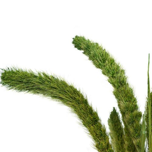 Artikel Tørrede blomster, Setaria Pumila, børster hirsegrøn 75cm 170g