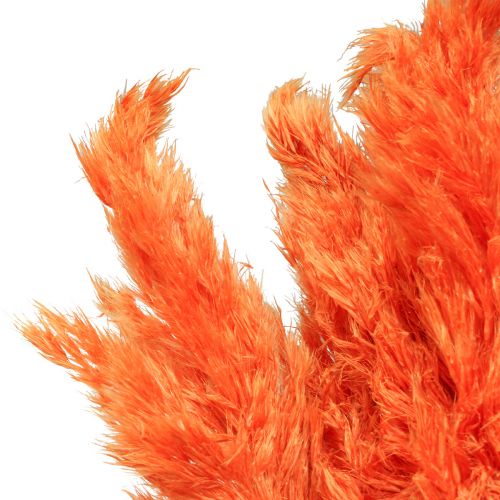 Floristik24 Pampas græs dekoration tørret orange tør blomsterdekoration 72cm 6 stk