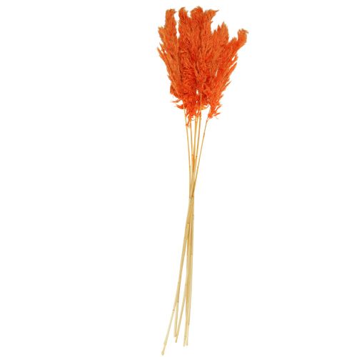 Floristik24 Pampas græs dekoration tørret orange tør blomsterdekoration 72cm 6 stk