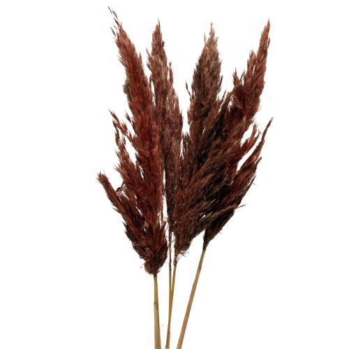 Pampas græs deco tørret rød brun tør floristics 70cm 6 stk