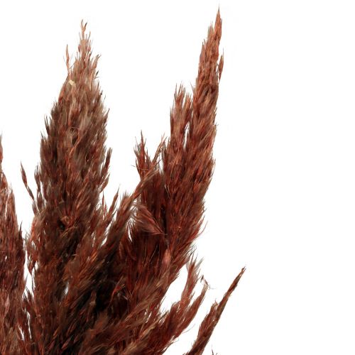 Floristik24 Pampas græs dekoration tørret rødbrun tør blomsterdekoration 70cm 6 stk