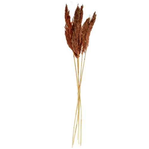 Floristik24 Pampas græs dekoration tørret rødbrun tør blomsterdekoration 70cm 6 stk