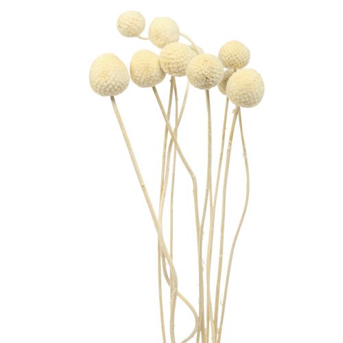 Floristik24 Tørrede blomster Craspedia tørret, trommestikker bleget 60cm 10 stk