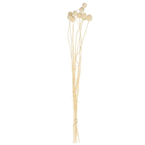 Artikel Tørrede blomster Craspedia tørret, trommestikker bleget 60cm 10 stk