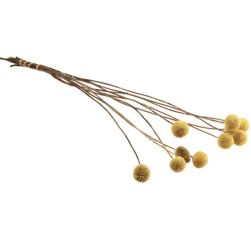 Artikel Craspedia Tørrede Blomster Trommestikker Gul 70cm 10 stk