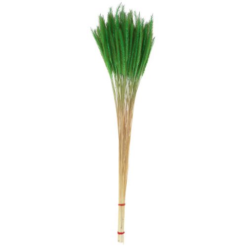 Artikel Grøn børstehårs hirse Setaria viridis tørt græs 52cm 28g