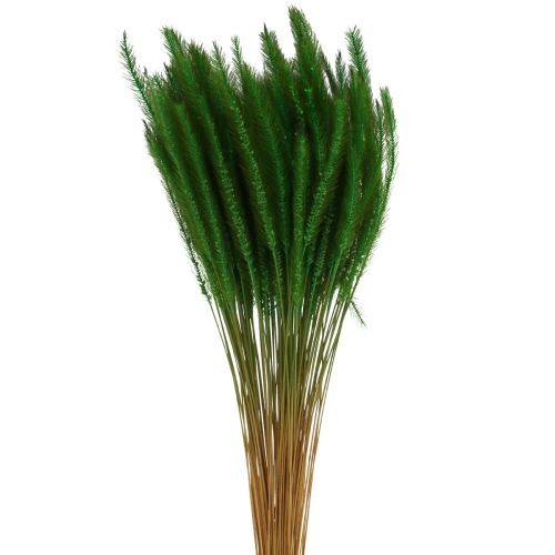 Artikel Grøn børstehårs hirse Setaria viridis tørt græs 52cm 28g