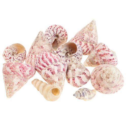 Floristik24 Maritim dekoration sneglehuse dekoration pink Trochus Maculatus 1100gr
