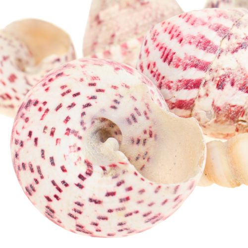 Floristik24 Maritim dekoration sneglehuse dekoration pink Trochus Maculatus 1100gr