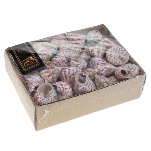 Floristik24 Maritim dekoration sneglehuse dekoration pink Trochus Maculatus 1100gr