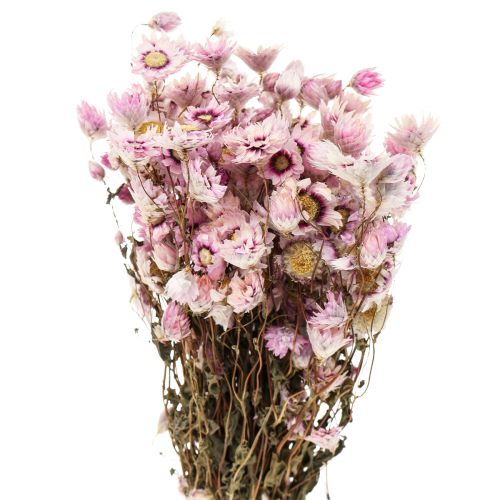 Floristik24 Halmblomster tørrede blomster hvid pink 20-35cm bundt 40g