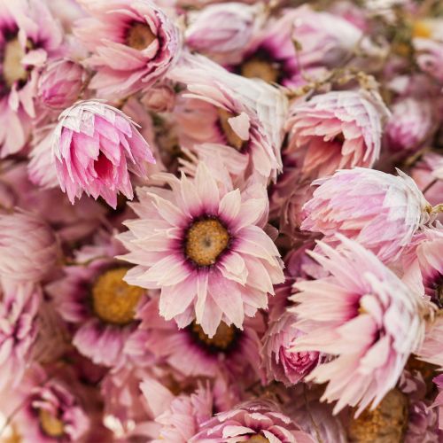 Artikel Halmblomster tørrede blomster hvid pink 20-35cm bundt 40g
