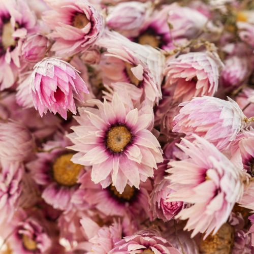 Floristik24 Halmblomster tørrede blomster hvid pink 20-35cm bundt 40g